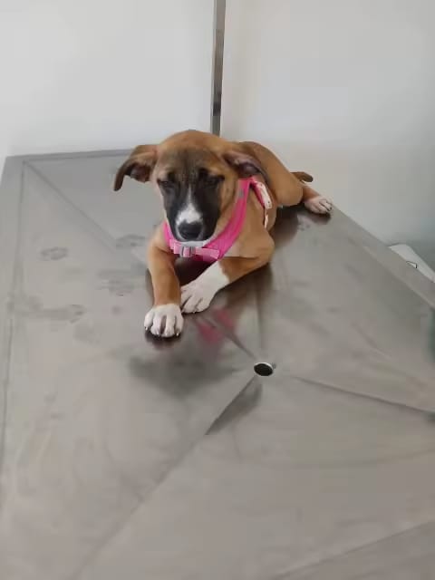 Customer photo review of Mochila adorable para perro