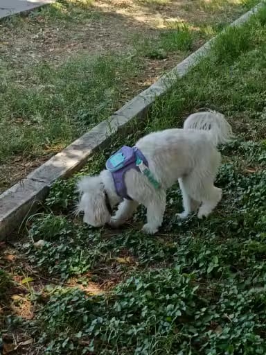 Customer photo review of Mochila adorable para perro