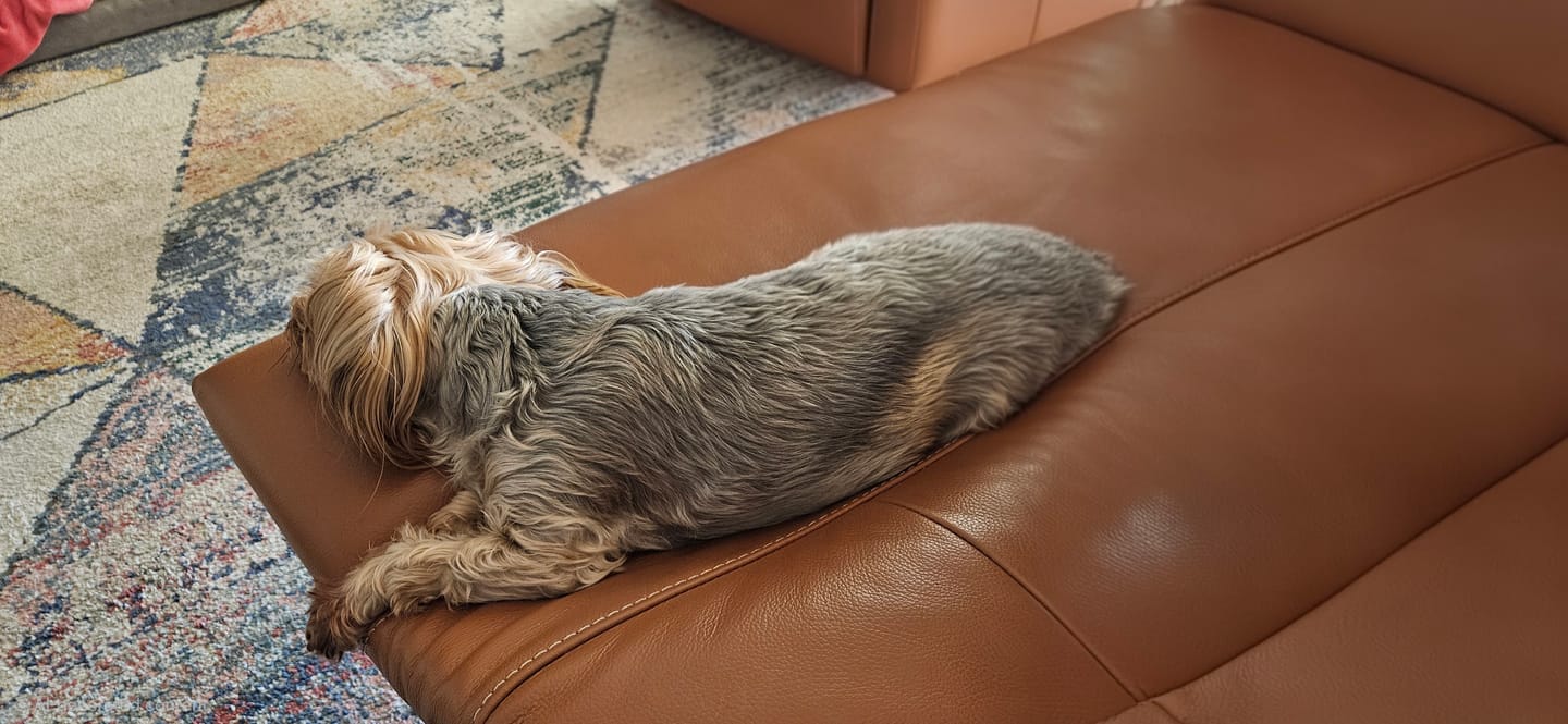 Customer photo review of HealthyMouth® Water Additive For Dogs (Clinically Proven, VOHC Accepted)