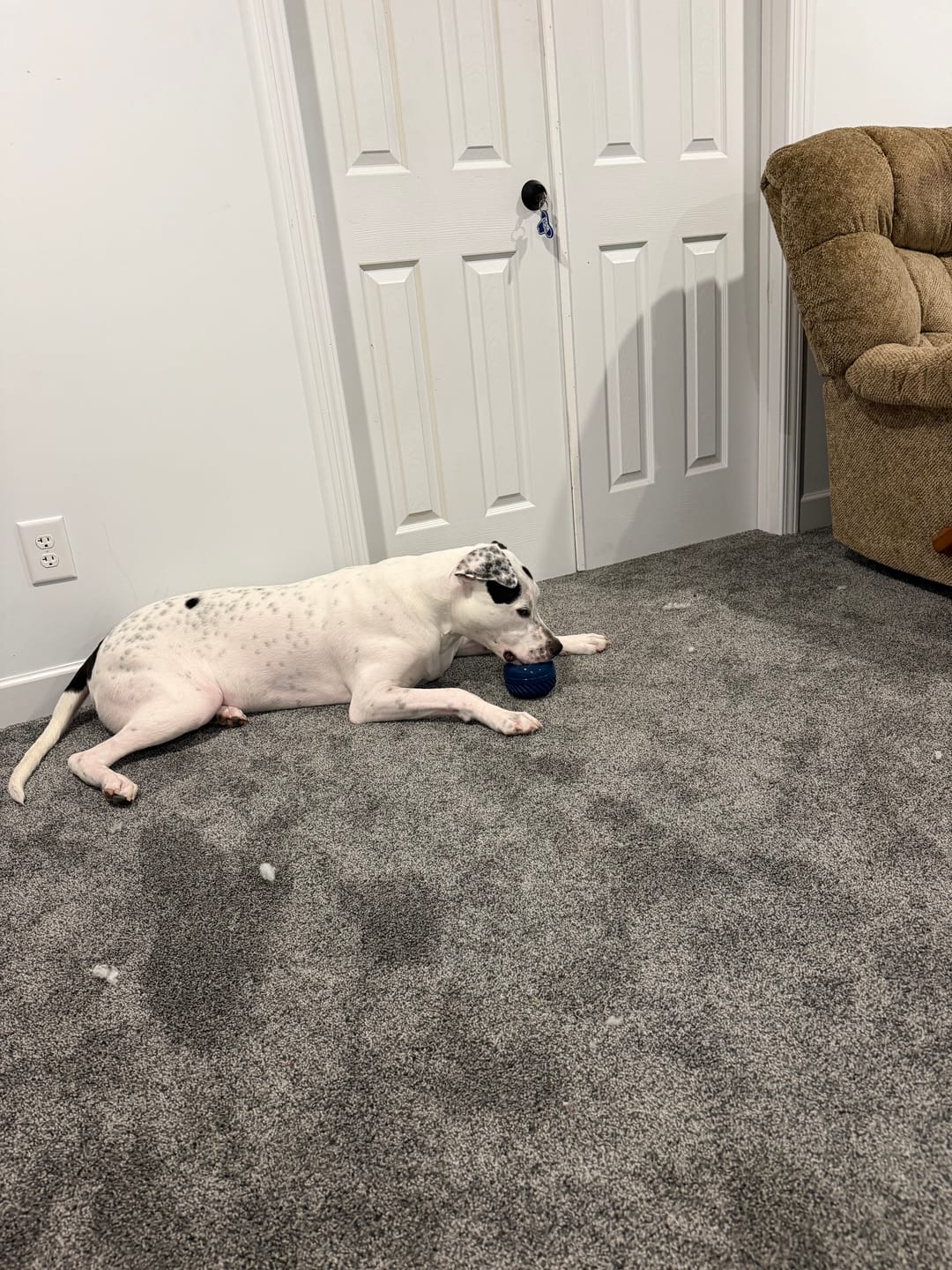 Customer photo review of FreezJumbo™ – Our Biggest & Toughest Enrichment Toy Ever