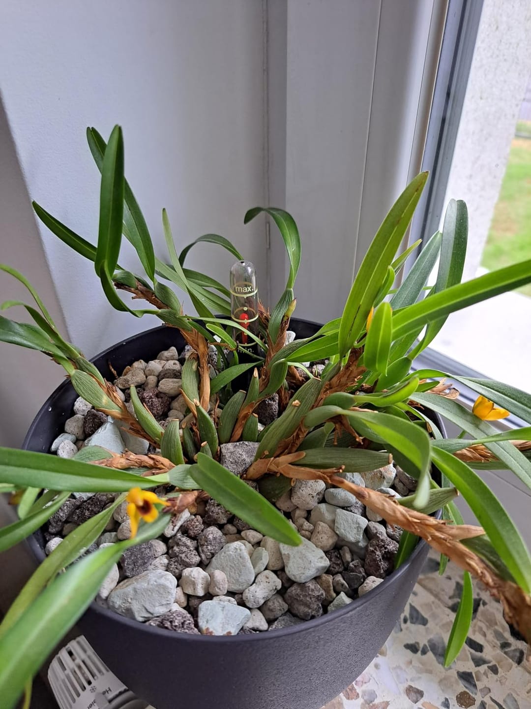 Customer photo review of Floragard Green Jungle Mix, Mineralisches Pflanzengranulat, Mineralische Blumenerde, ohne Torf