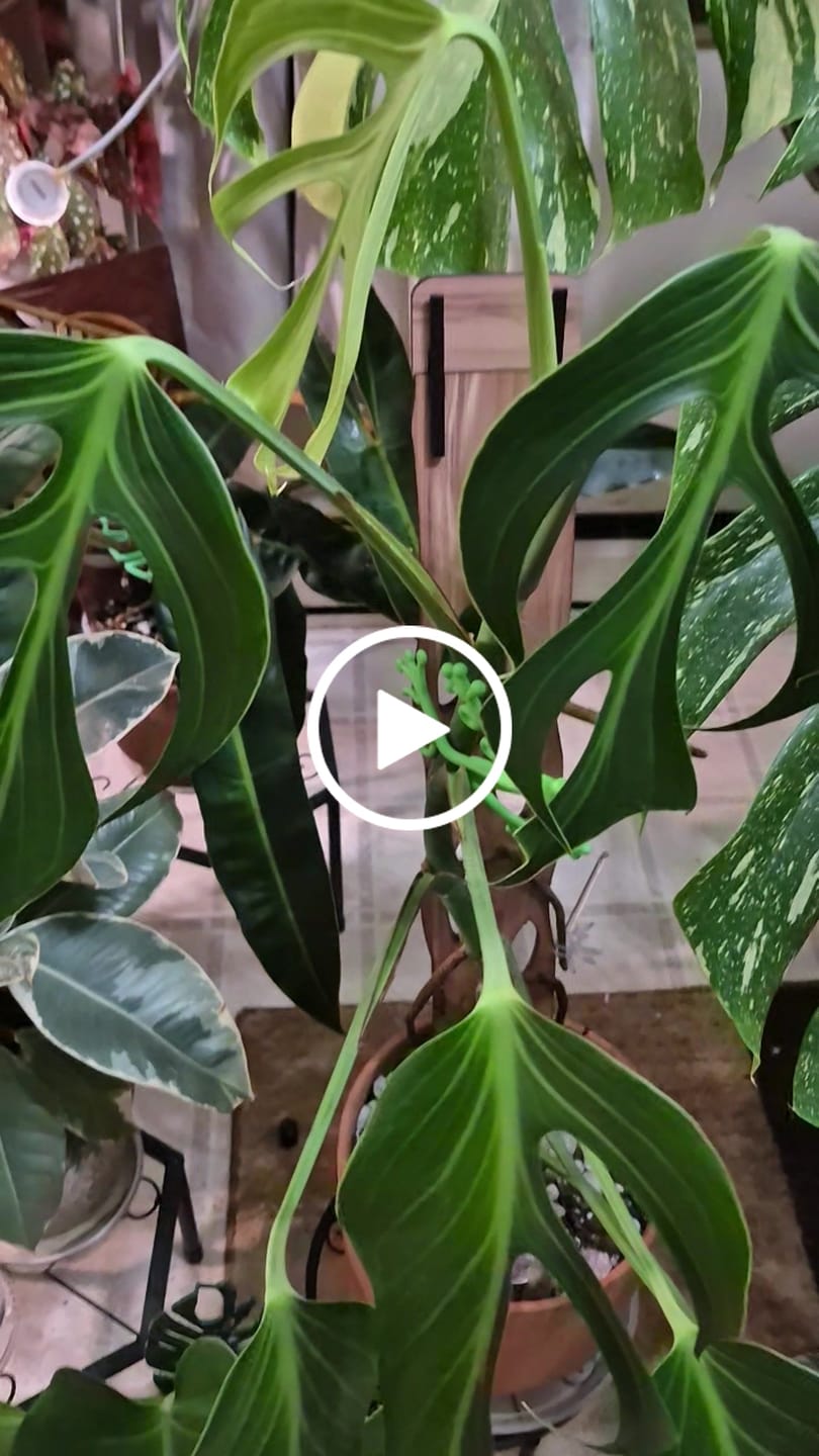 Customer video review of Zella - Wooden Extendable Plant Support
