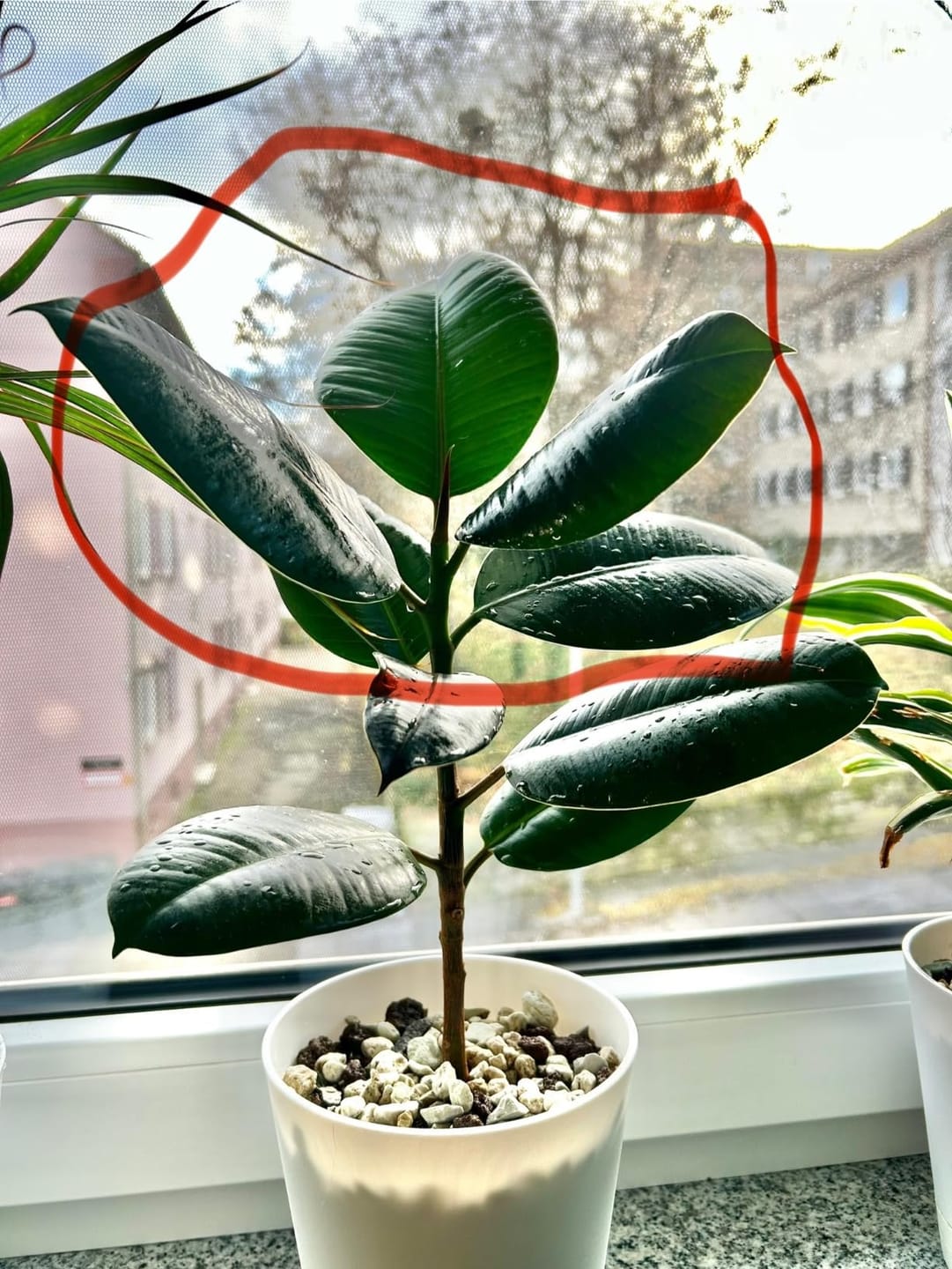 Customer photo review of Floragard Green Jungle Mix, Mineralisches Pflanzengranulat, Mineralische Blumenerde, ohne Torf