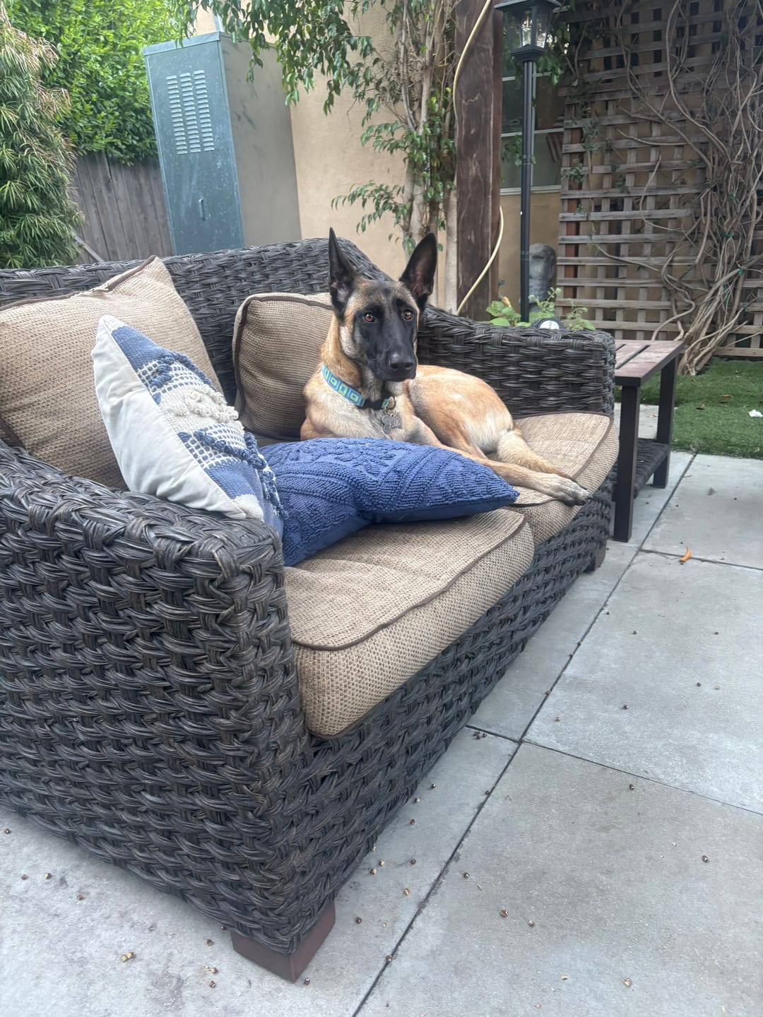 Customer photo review of Iron Paws Daily Human-Grade Superfood For Dogs