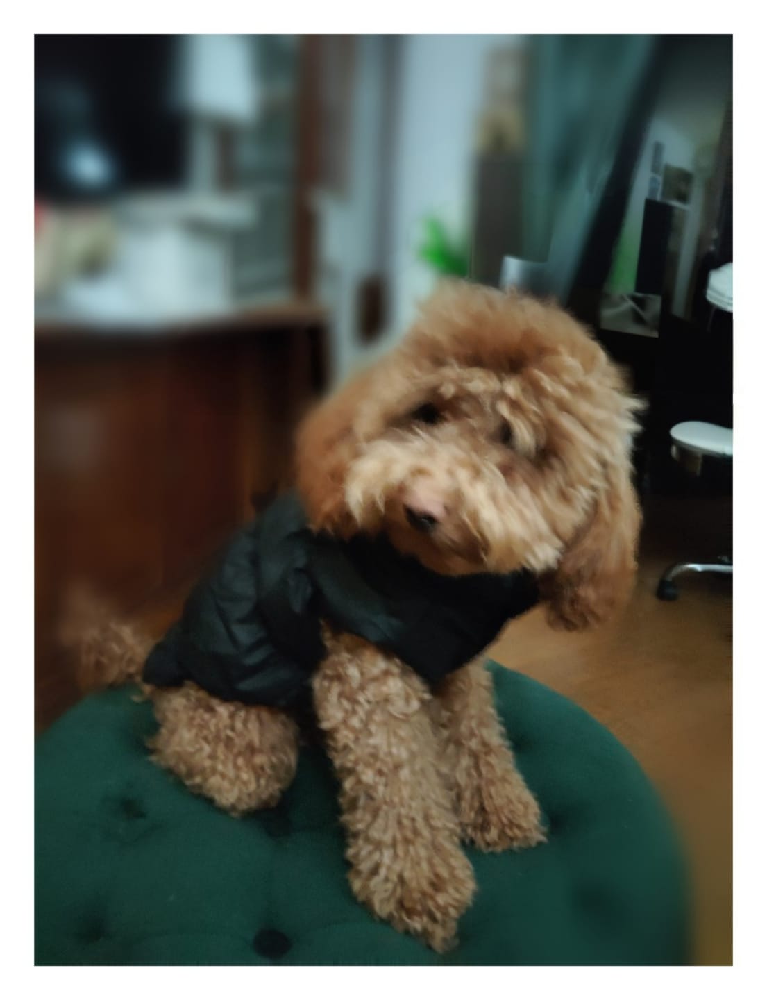Customer photo review of Sweet Bomber