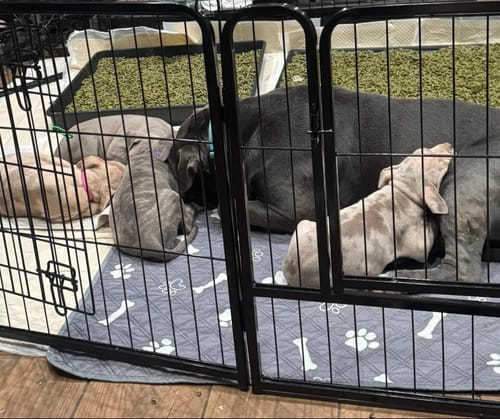 Customer photo review of PawDry™ — Empapador Reutilizable para Perros