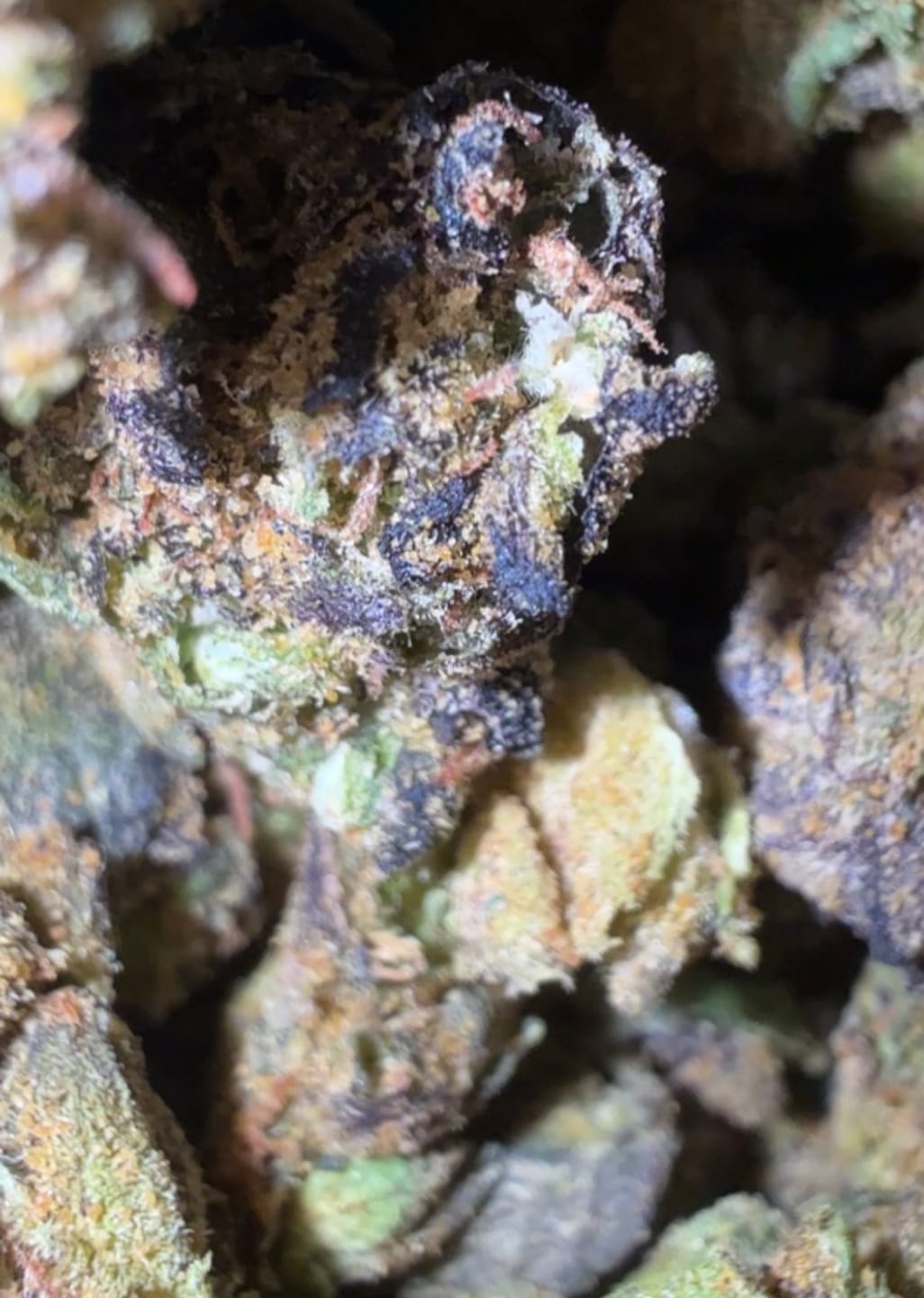Customer photo review of Toad Crossing THCA Flower - Cheap Oz
