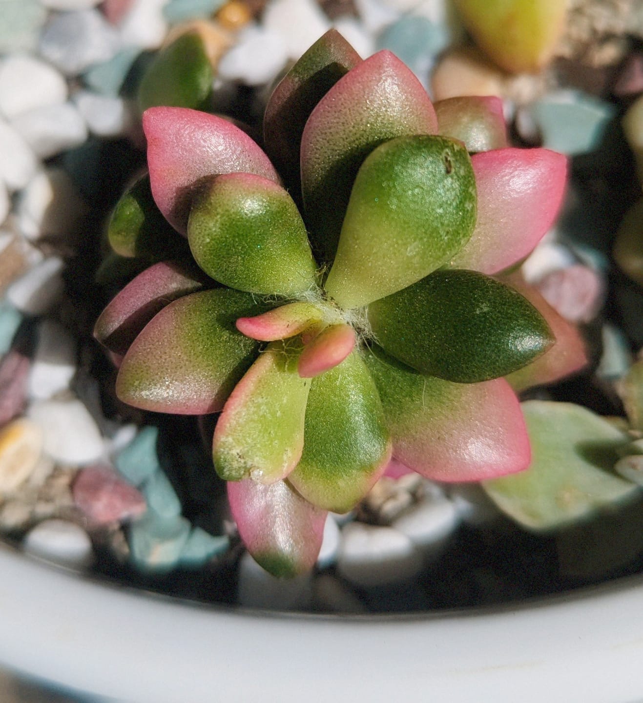 Customer photo review of Anacampseros telephiastrum variegata 'Sunrise'