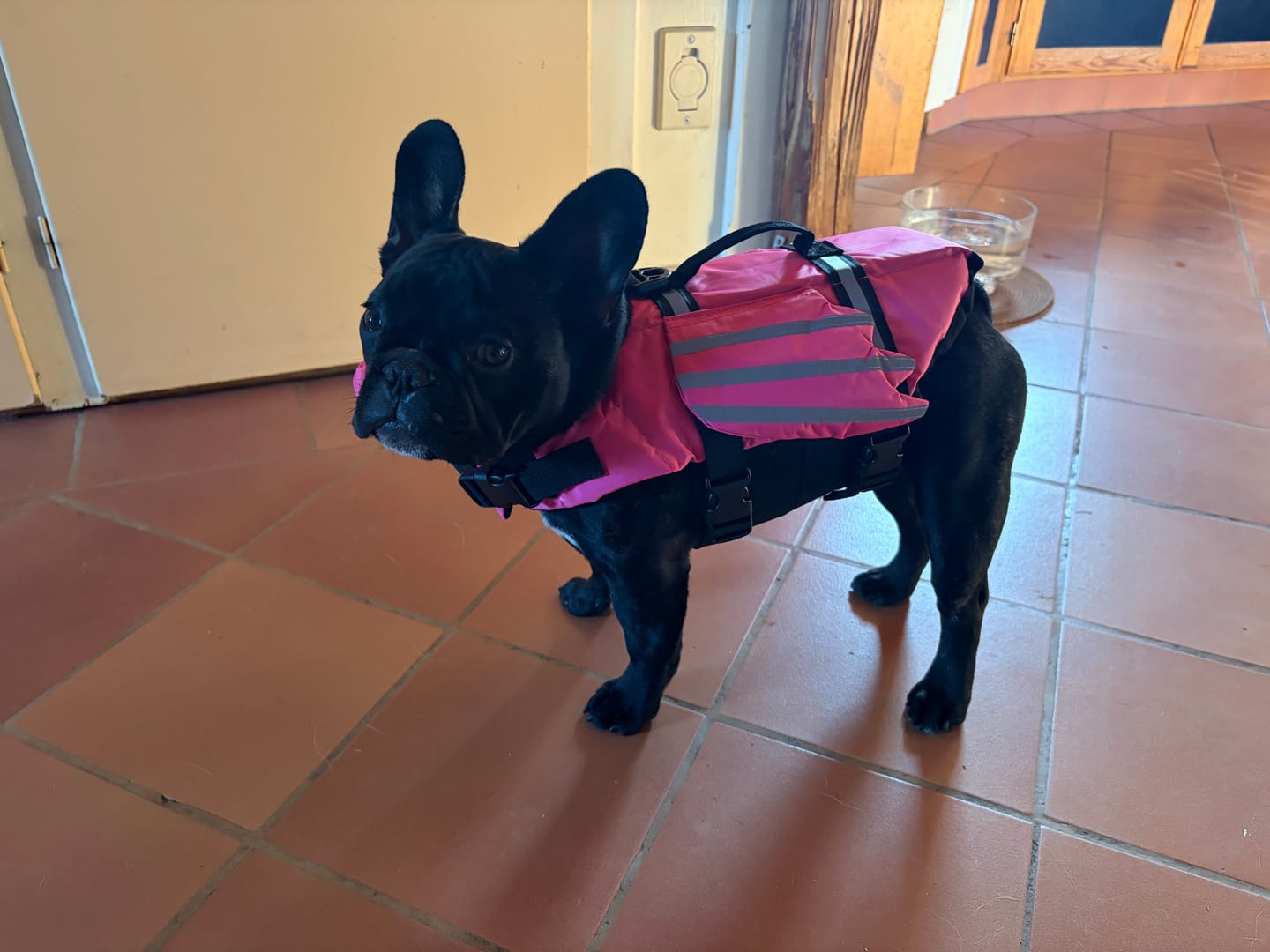 Customer photo review of Splash Paws™ Chin Float Life Jacket