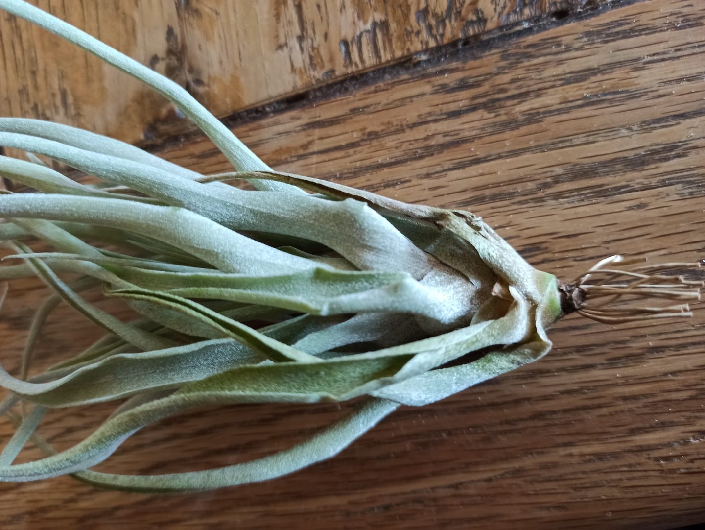 Customer photo review of Tillandsia caput medusae