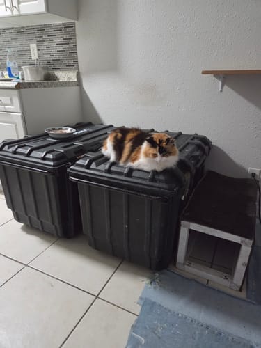 Customer photo review of Cat Respiratory Relief & Allergy Bundle (Colds, Sneezing, Congestion)