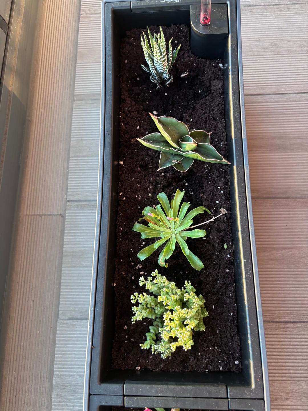 Customer photo review of Sansevieria Ehrenbergii Samurai Dwarf