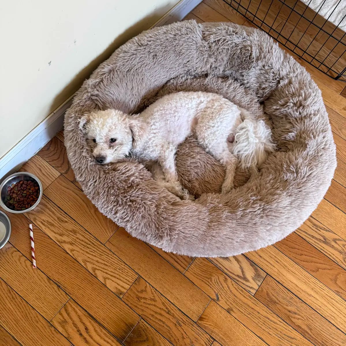 Customer photo review of Calming Orthopedic Dog Bed