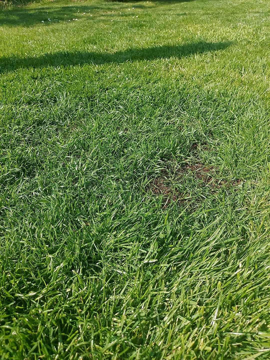 Customer photo review of Plantaflor Plus Rasenerde, Spezial Erde für Rasen, Neuanlagen und Ausbesserungen