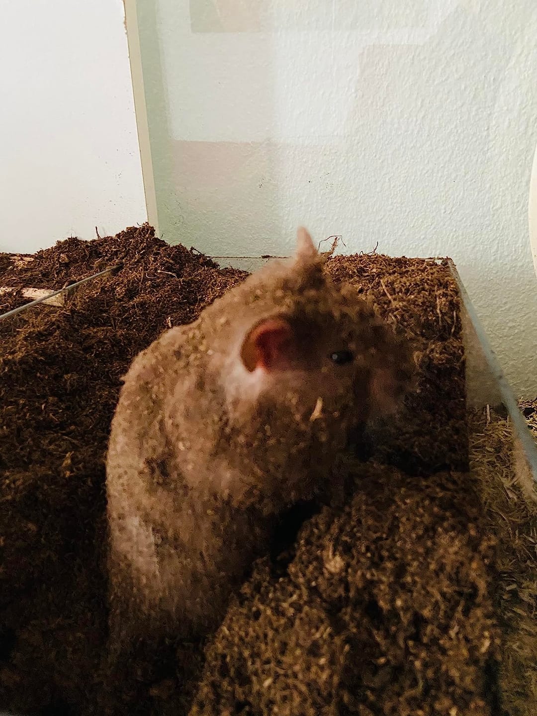 Customer photo review of Floragard Schildkröten - Substrat Terrariensubstrat Terrarienerde Bodengrund