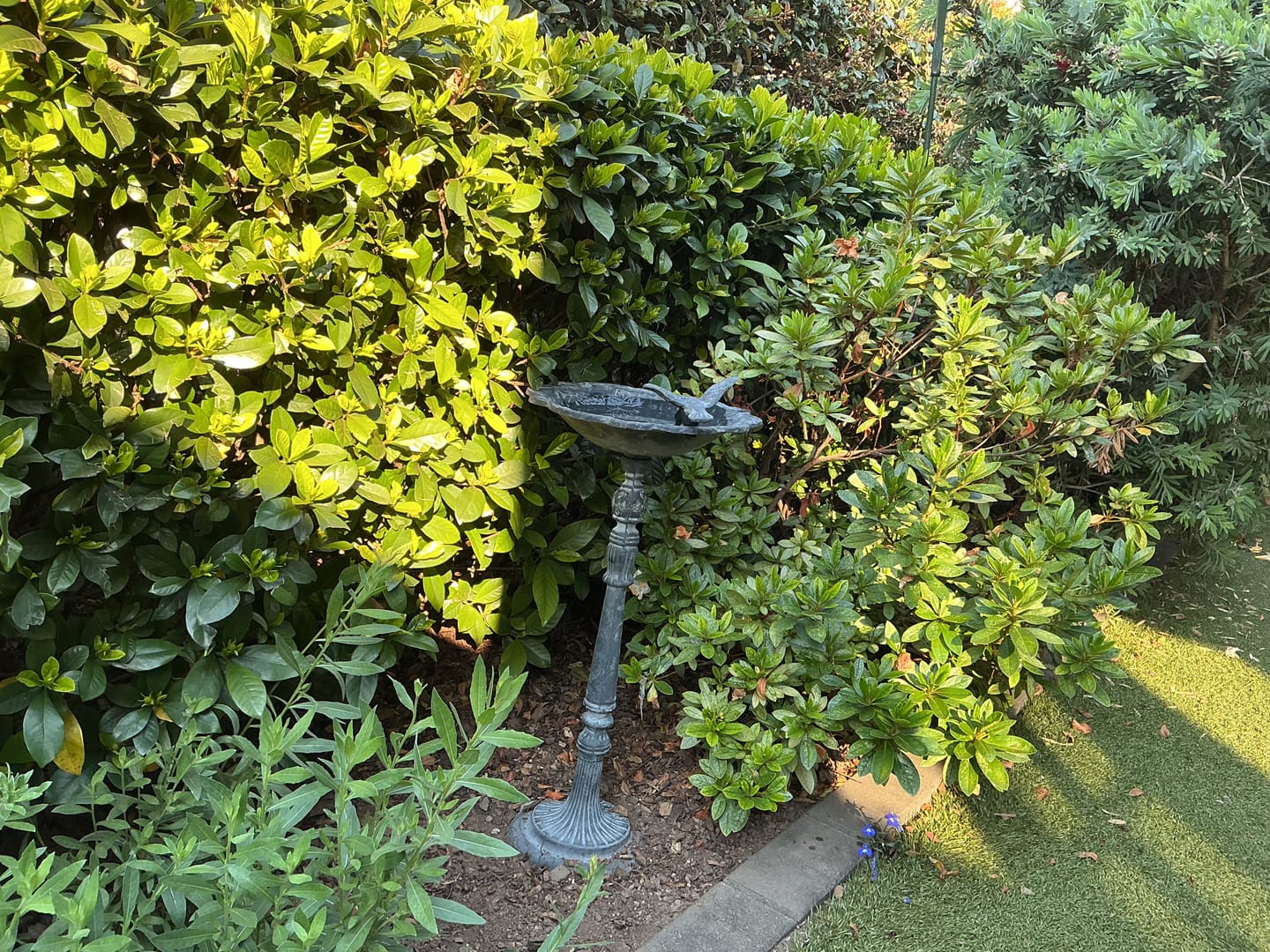 Customer photo review of The Willowmere Grey French Provincial Pedestal Bird Feeder, Weathered Grey Cast Iron 58cm