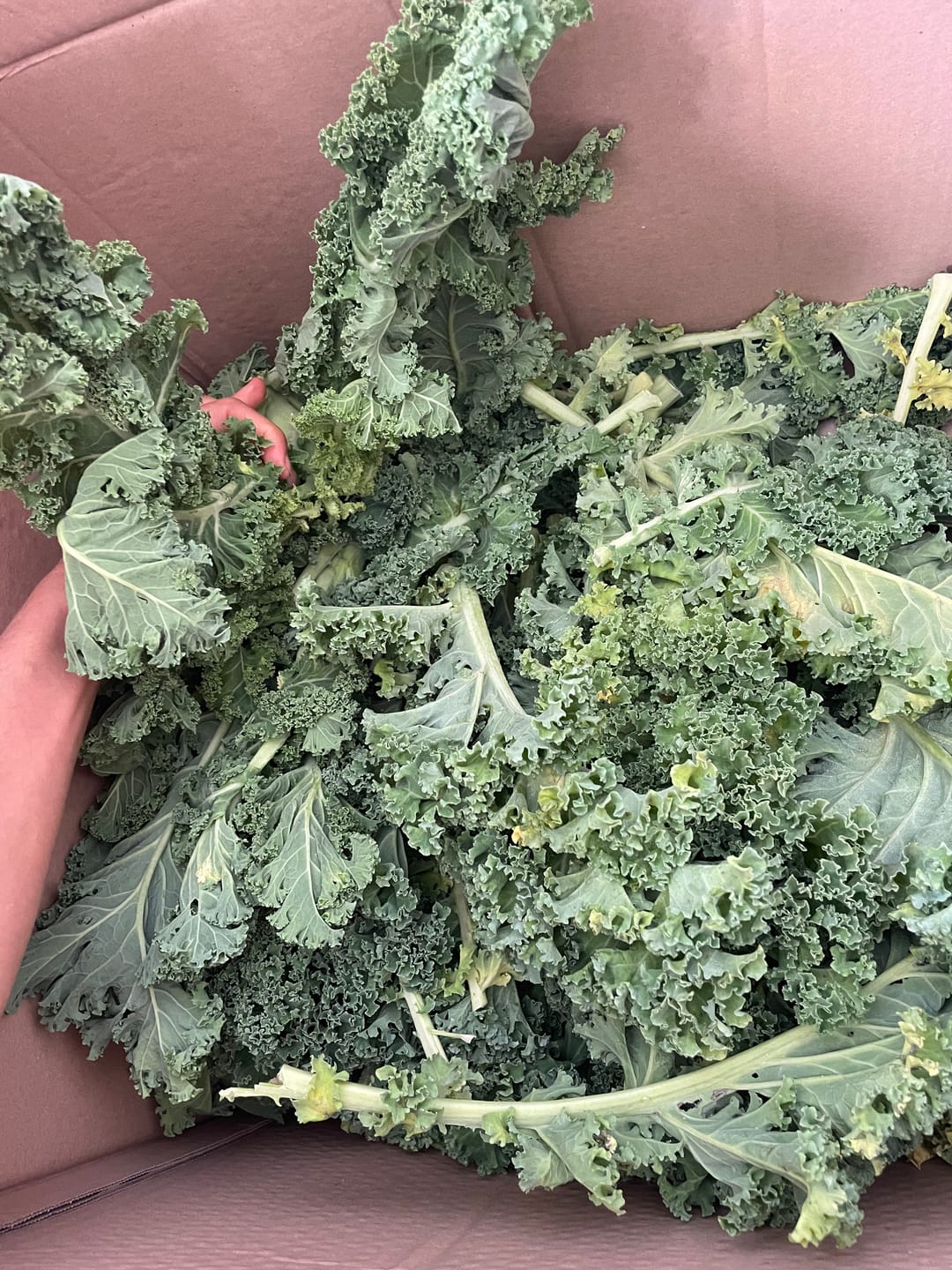 Customer photo review of Grünkohl (Kale) Bio regional Bioland Gartenbau Armin Salzmann