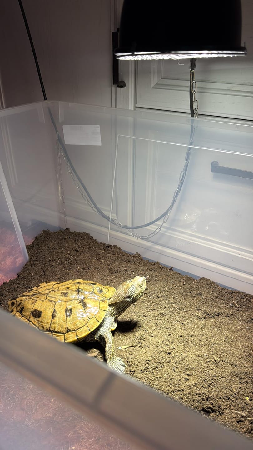 Customer photo review of Floragard Schildkröten - Substrat Terrariensubstrat Terrarienerde Bodengrund