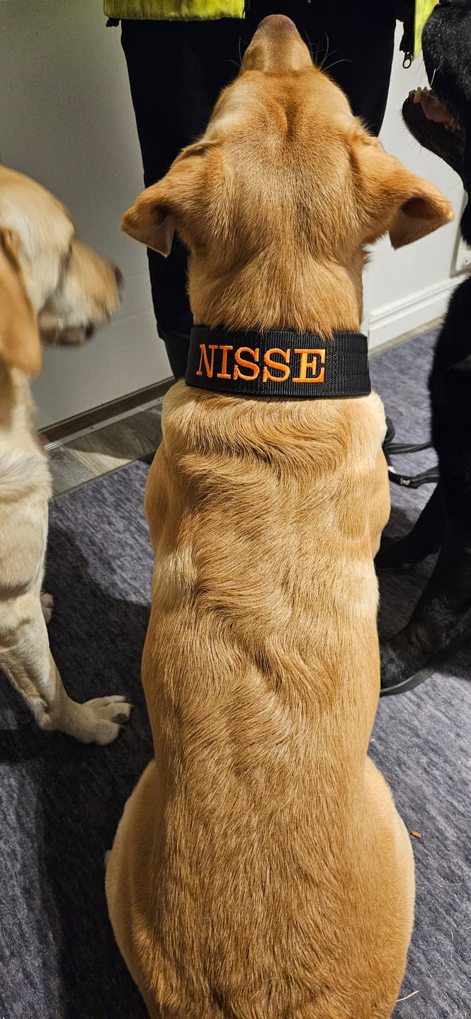 Customer photo review of Hundhalsband med namn