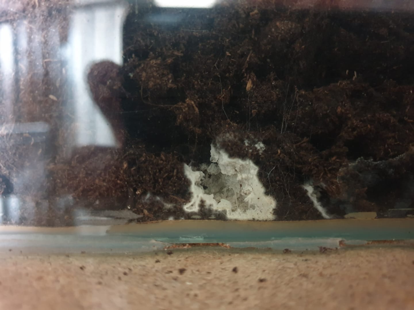 Customer photo review of Floragard Schildkröten - Substrat Terrariensubstrat Terrarienerde Bodengrund