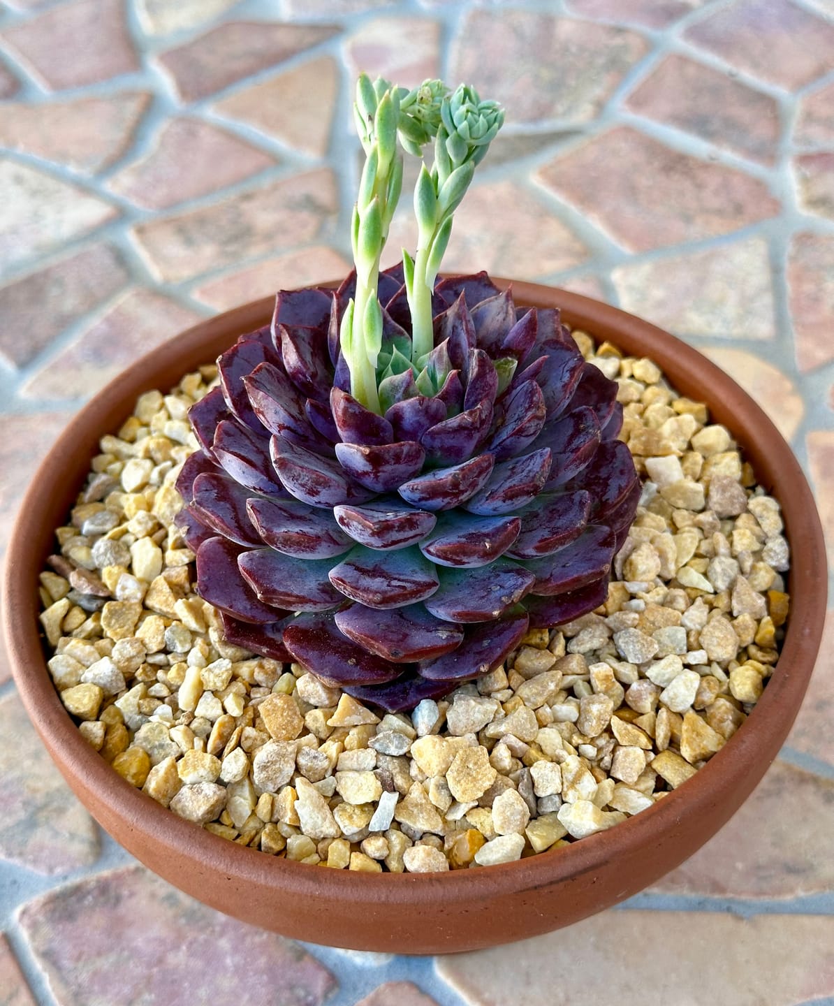 Customer photo review of Echeveria Hermes