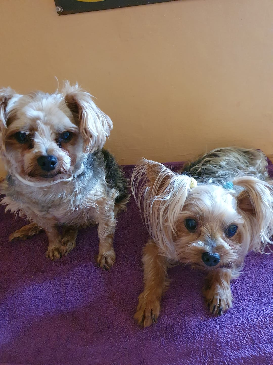 Customer photo review of Zpot-on für Hunde