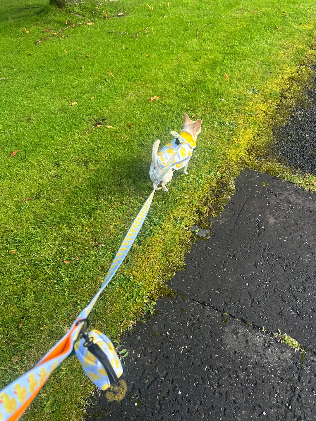 Customer photo review of Lead - You Quack Me Up!