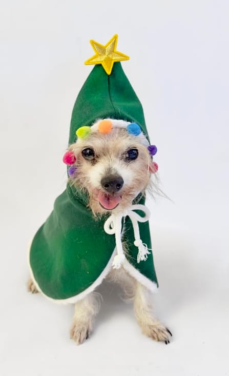 Customer photo review of 🎄 Velora™ Christmas Tree Pet Cape