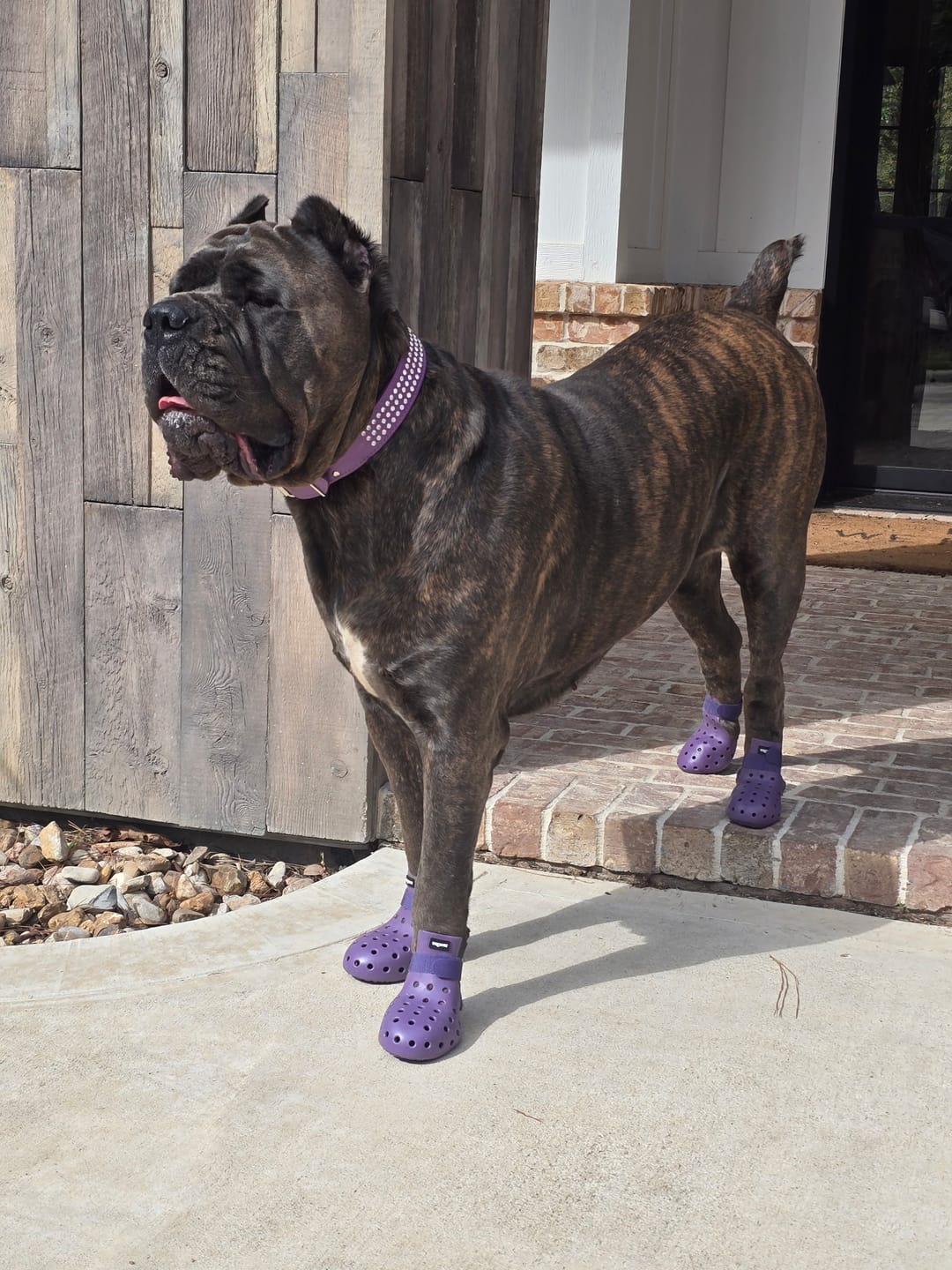 Customer photo review of WagWellies® Mojave