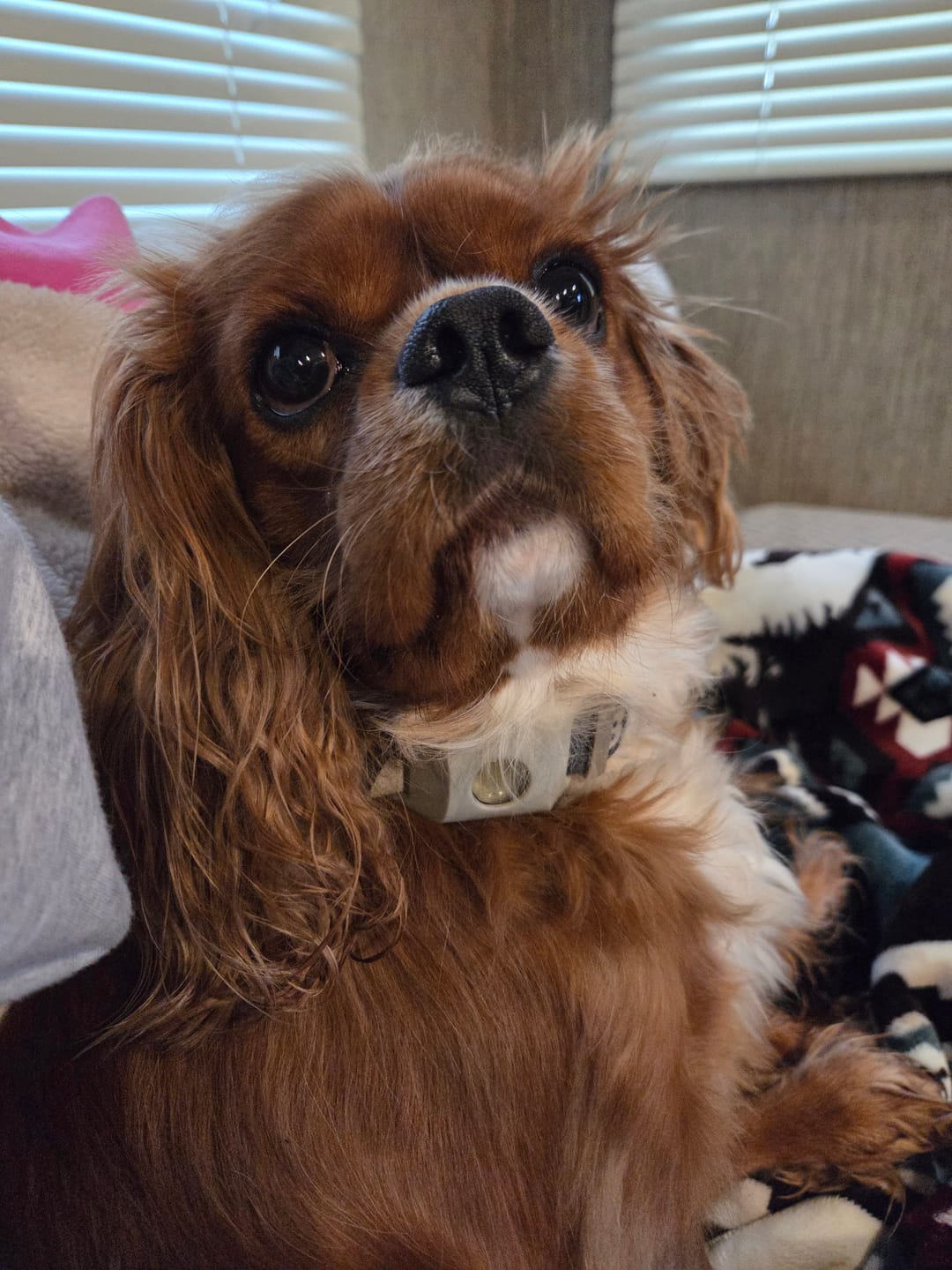 Customer photo review of FurLife™ - 12 Months All Natural Flea and Tick Tags for Dogs