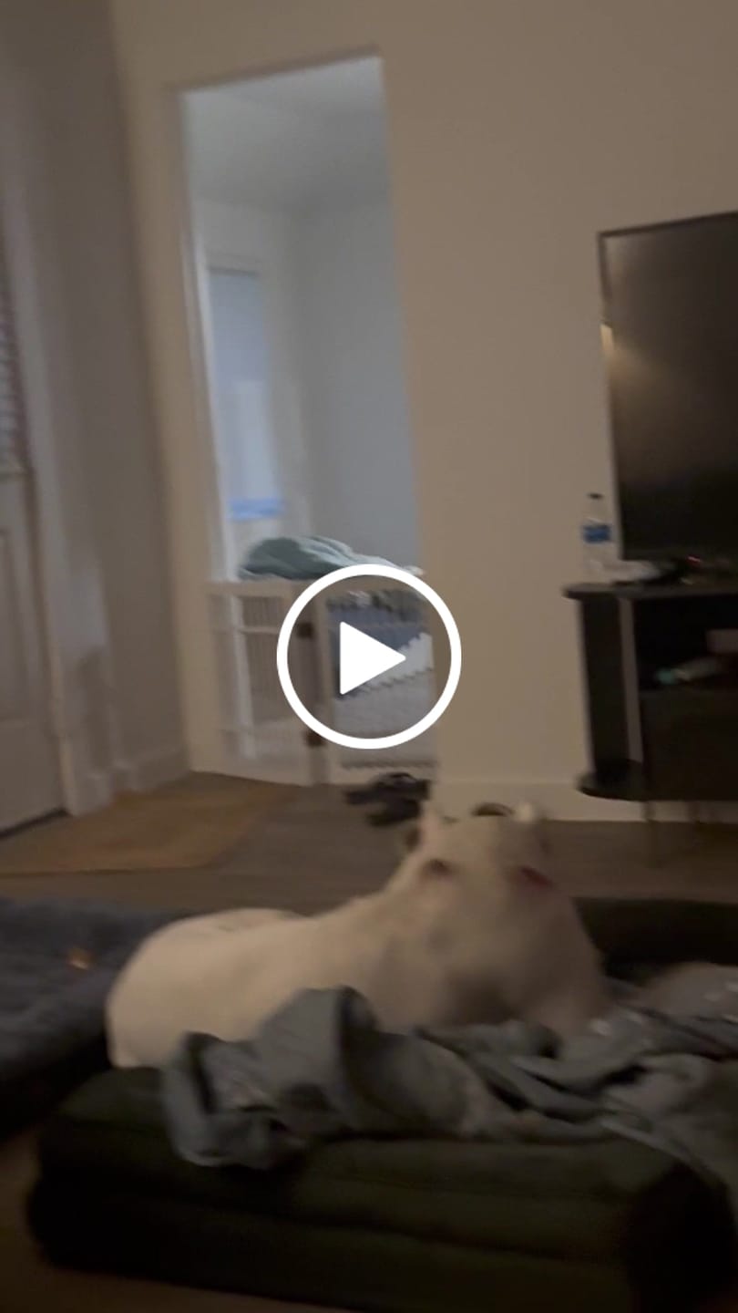 Customer video review of The Edison