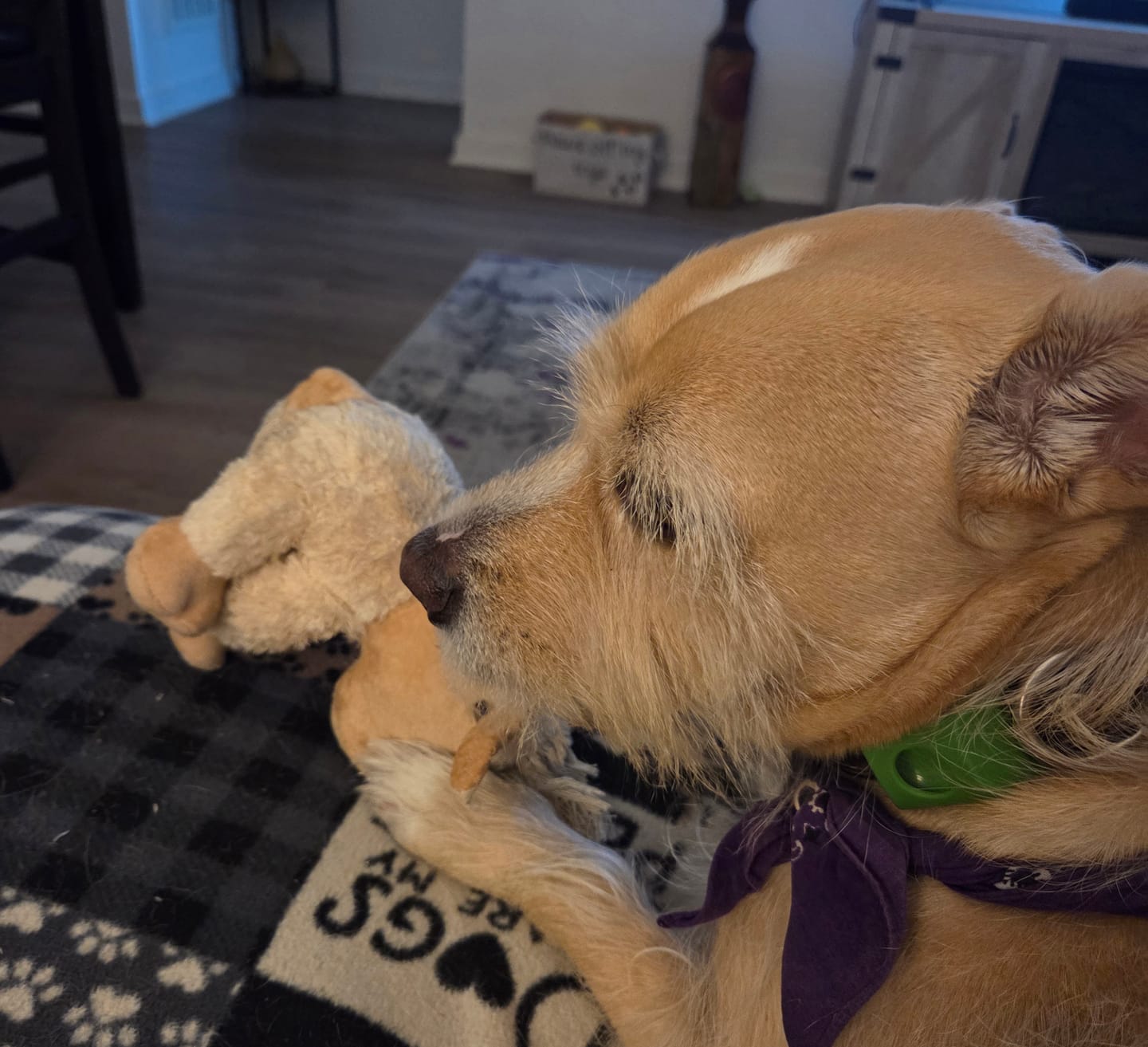Customer photo review of FurLife™ 12 Months Flea and Tick Free