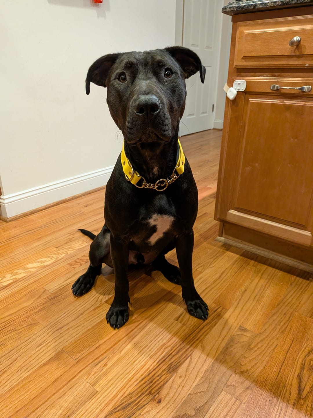 Customer photo review of Denali Martingale Collar, BioThane