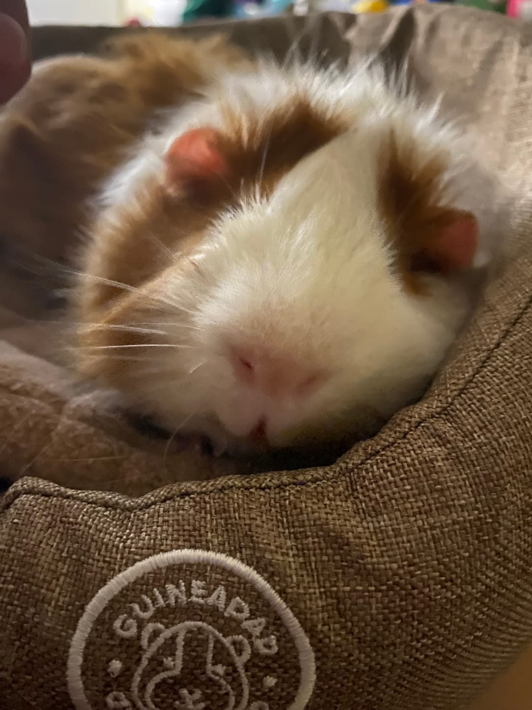 Customer photo review of GuineaDad Comfy Couch Memory Foam Sofa