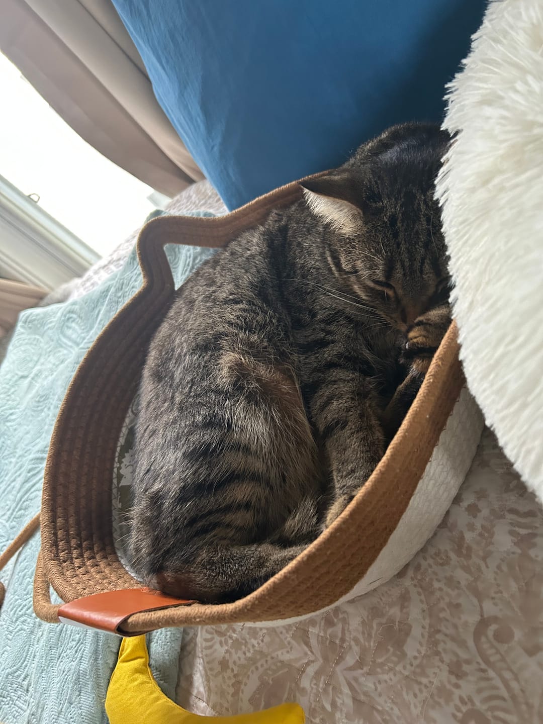 Customer photo review of Instinct Basket | Meet the first research-backed natural territory for indoor cats