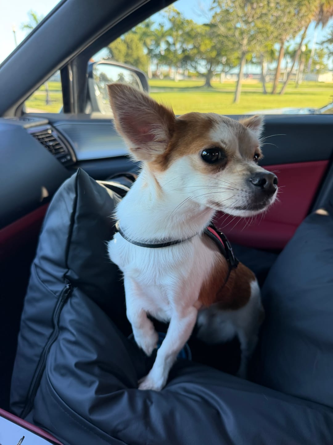 Customer photo review of Dog Dock V2 New With Latch Anchors PRE ORDER