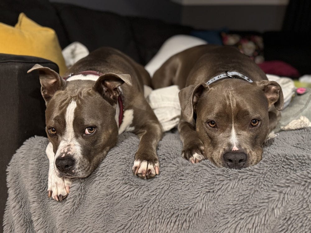 Customer photo review of Kit Difusores Calmantes para Perro
