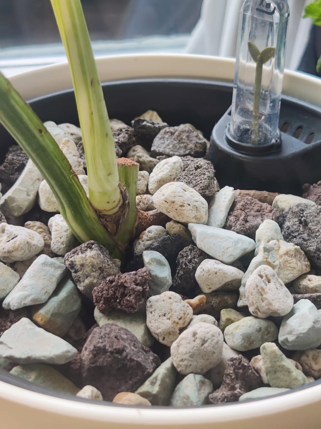 Customer photo review of Floragard Green Jungle Mix, Mineralisches Pflanzengranulat, Mineralische Blumenerde, ohne Torf