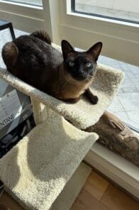 Customer photo review of 3x Blisso Advanced Cat Probiotic