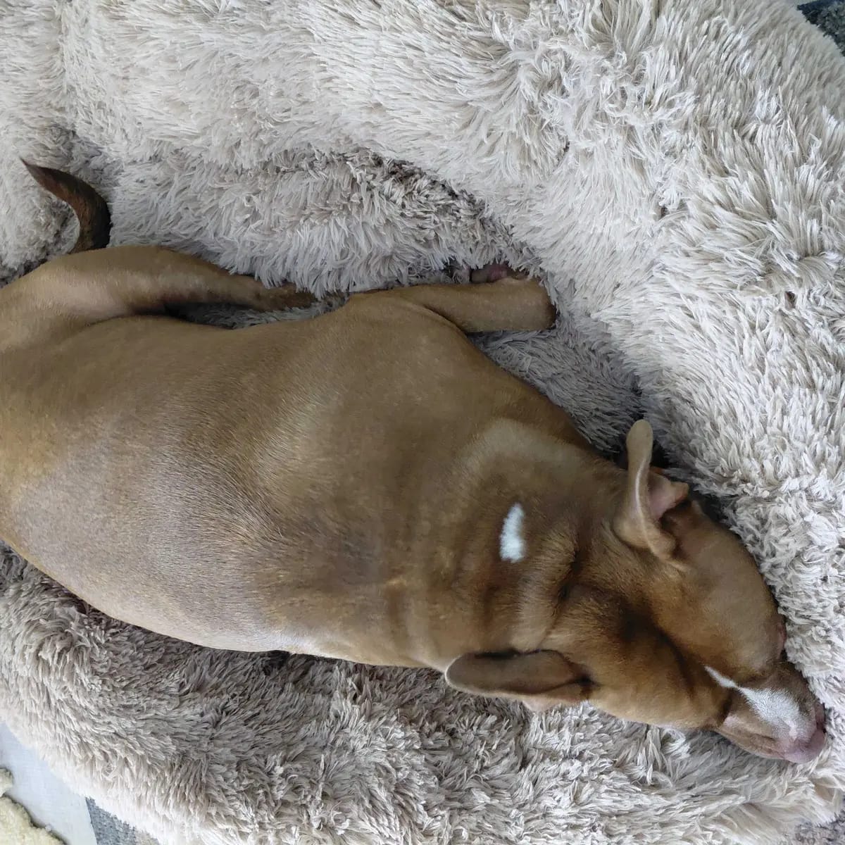 Customer photo review of Calming Orthopedic Dog Bed
