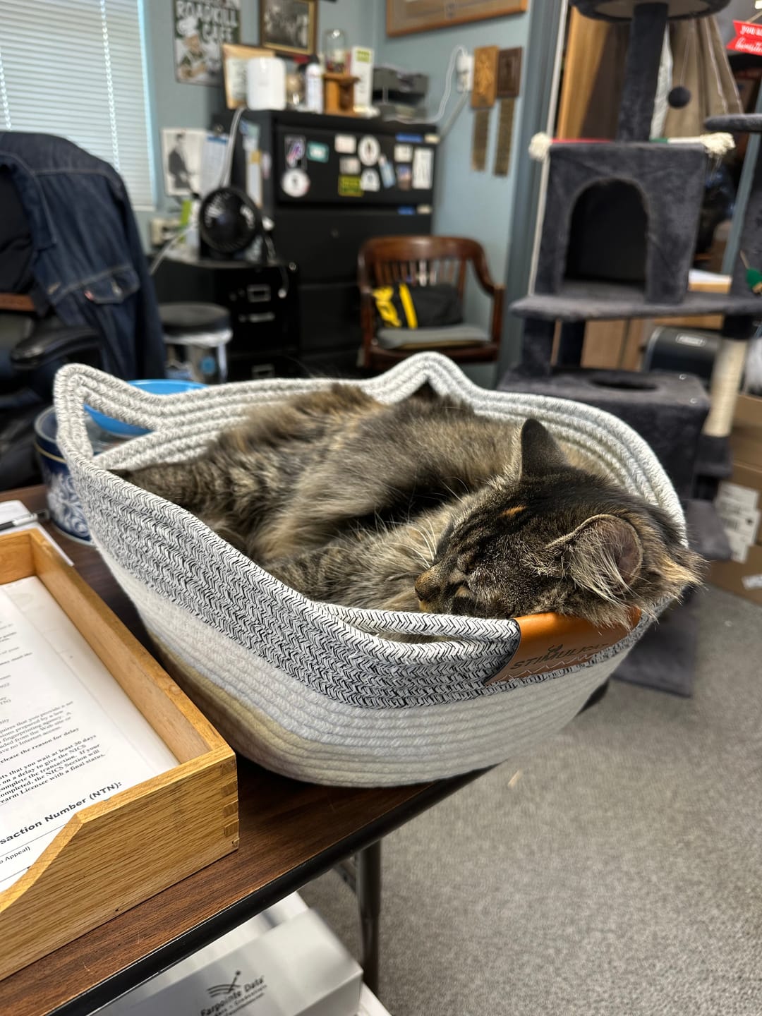 Customer photo review of Instinct Basket | Meet the first research-backed natural territory for indoor cats