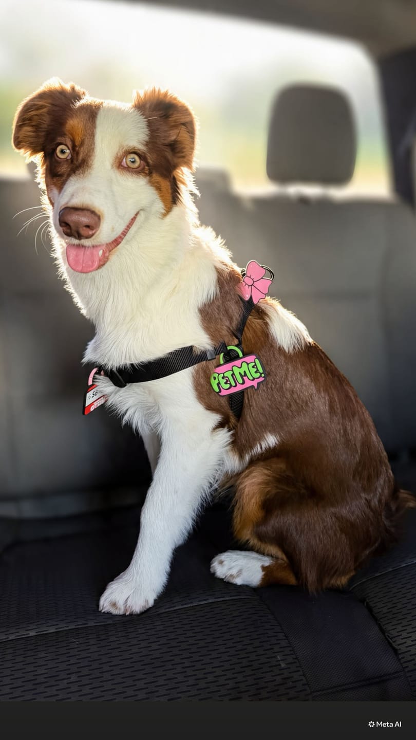 Customer photo review of Pet Me Jiby Dog Charm