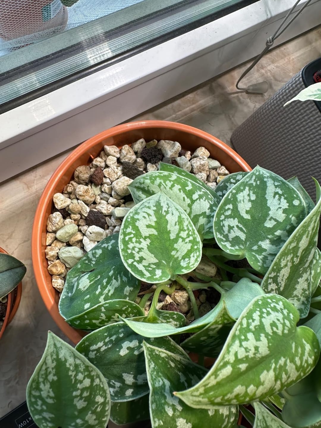Customer photo review of Floragard Green Jungle Mix, Mineralisches Pflanzengranulat, Mineralische Blumenerde, ohne Torf