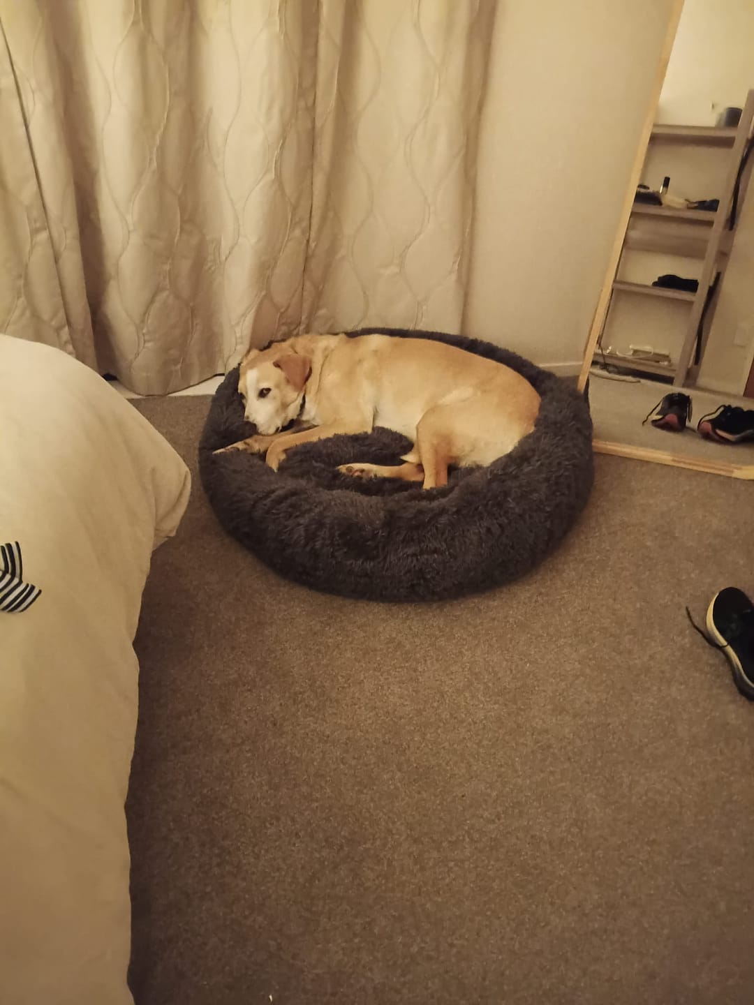 Customer photo review of Brooklyn® Deep Sleep Pet Bed