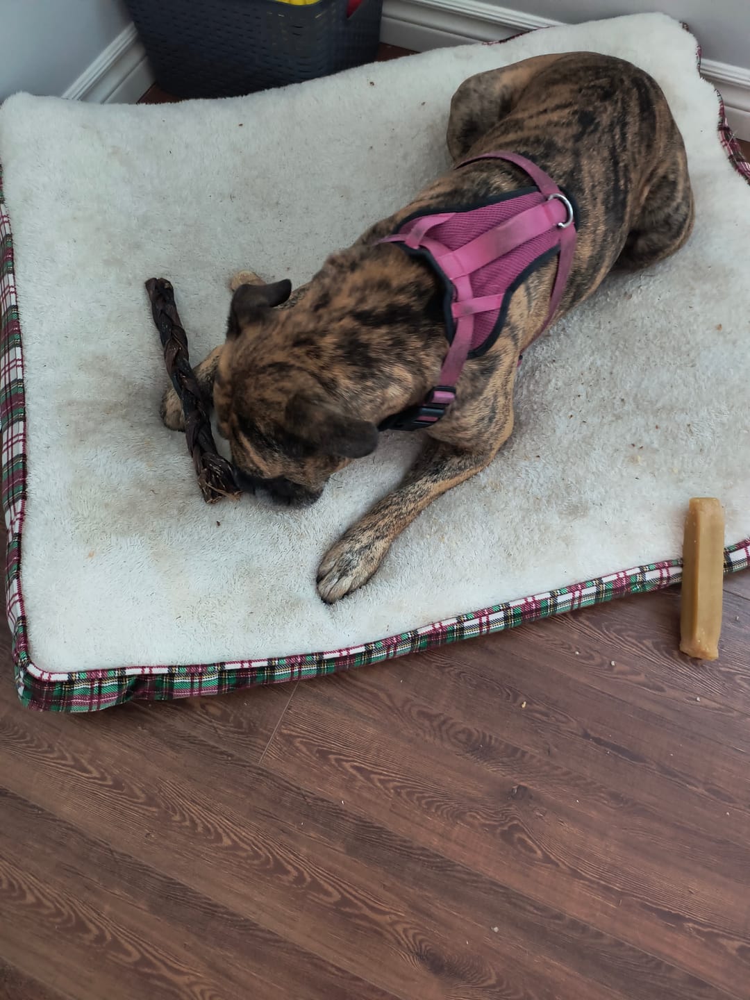 Customer photo review of 12 Inch Braided Jerky Stick