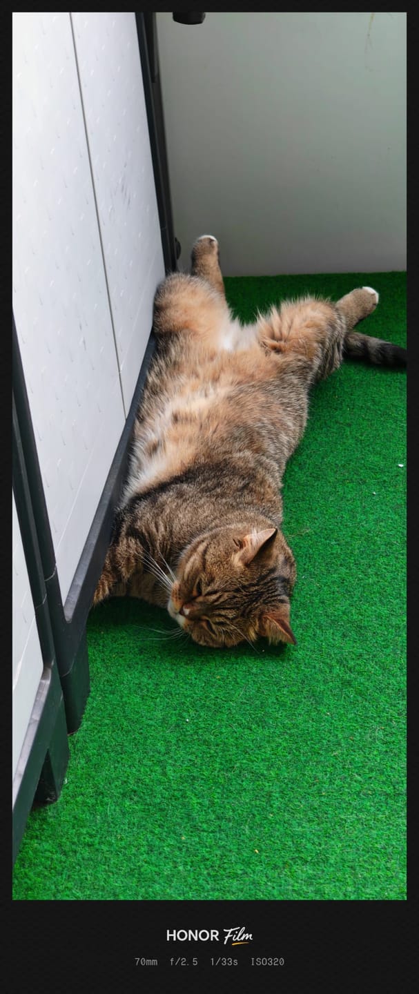 Customer photo review of Katzenstreu 2+1 Aktion