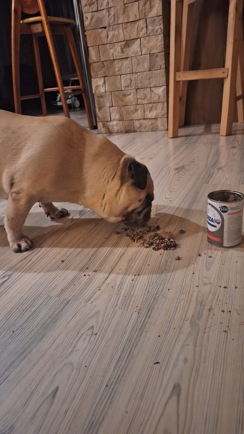 Customer photo review of Active VetDiet Intestinal konservi suņiem