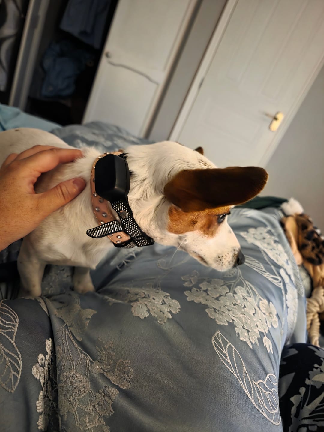 Customer photo review of Rechargeable Anti Bark Training Collar - Sound & Vibration - No Shock