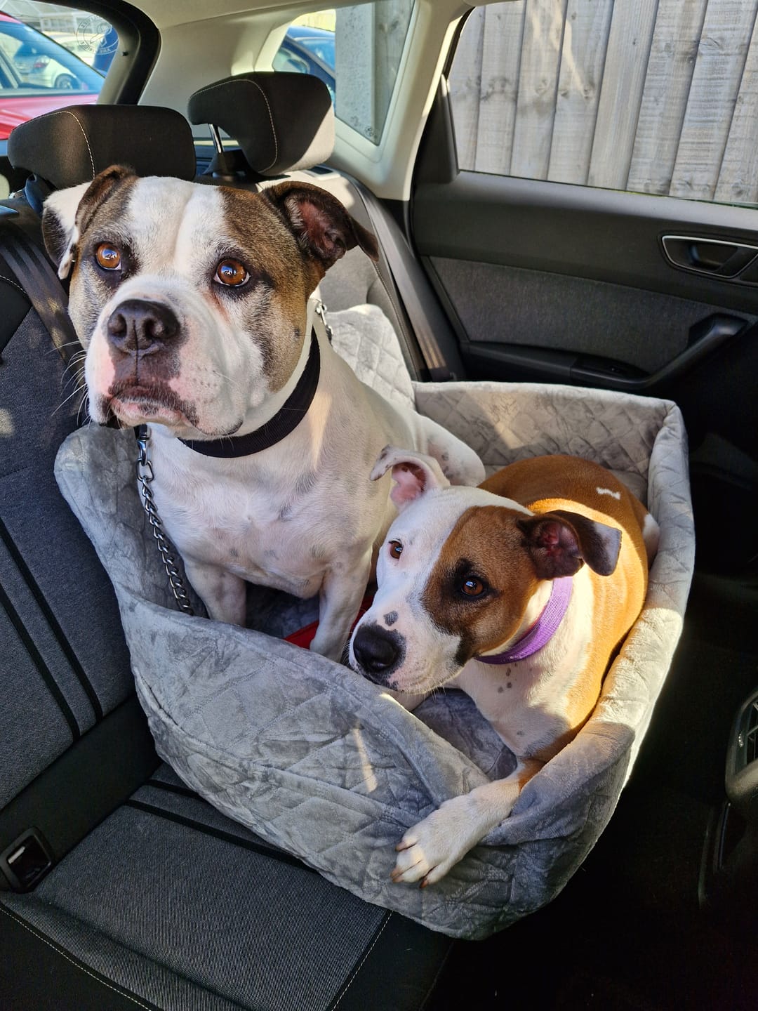 Customer photo review of Pawcify Voyage Plus — Memory Foam Dog Car Bed