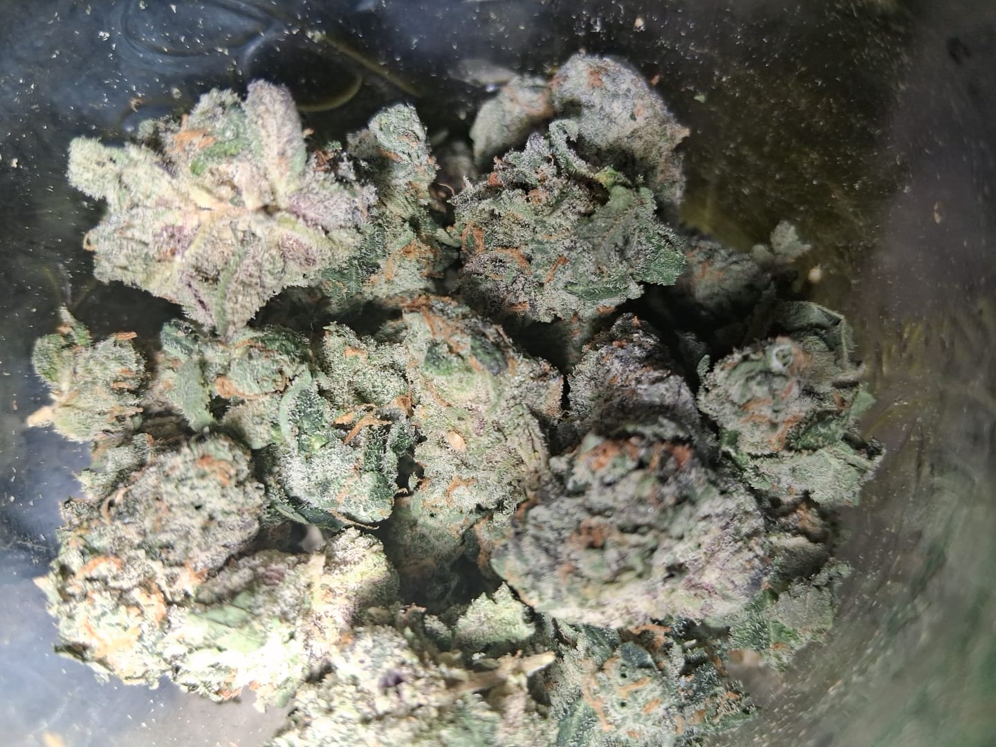 Customer photo review of Bruce Banner THCA Flower (Budget)